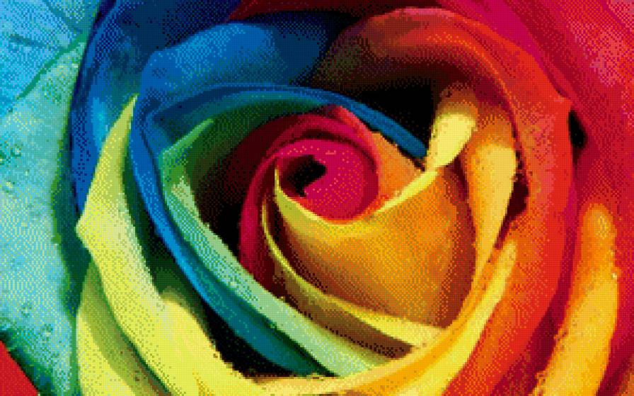 Роза настроения - радуга, роза - предпросмотр