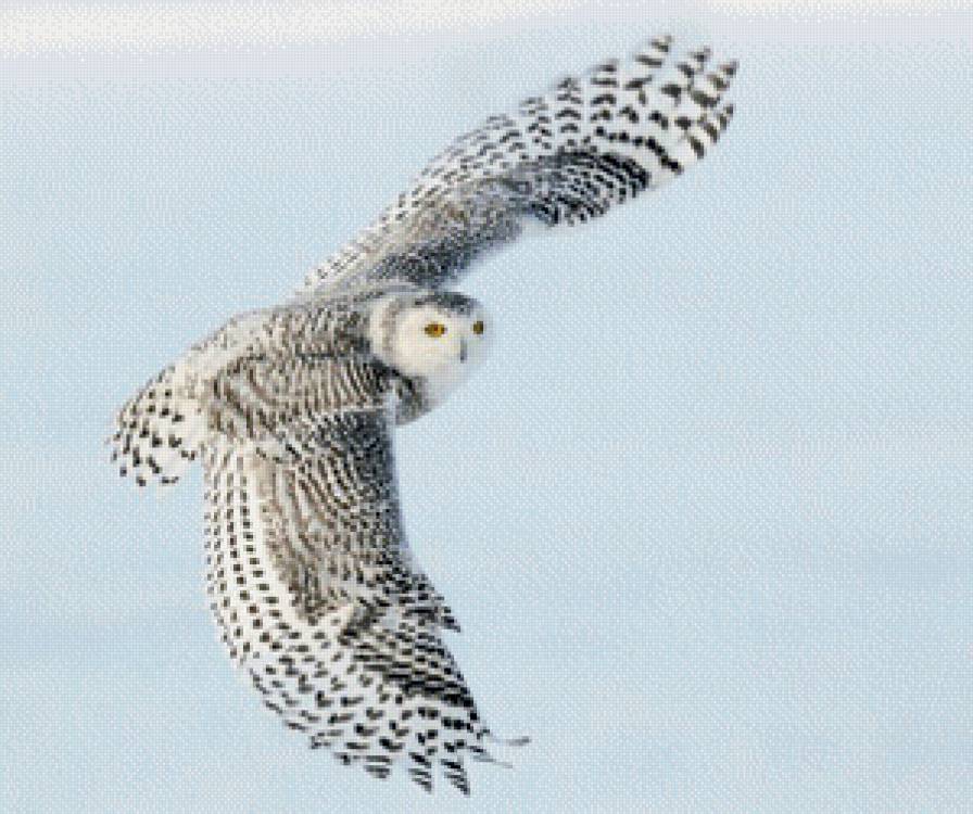 Снежная сова. - птицы, охота, полет, сова, снег - предпросмотр