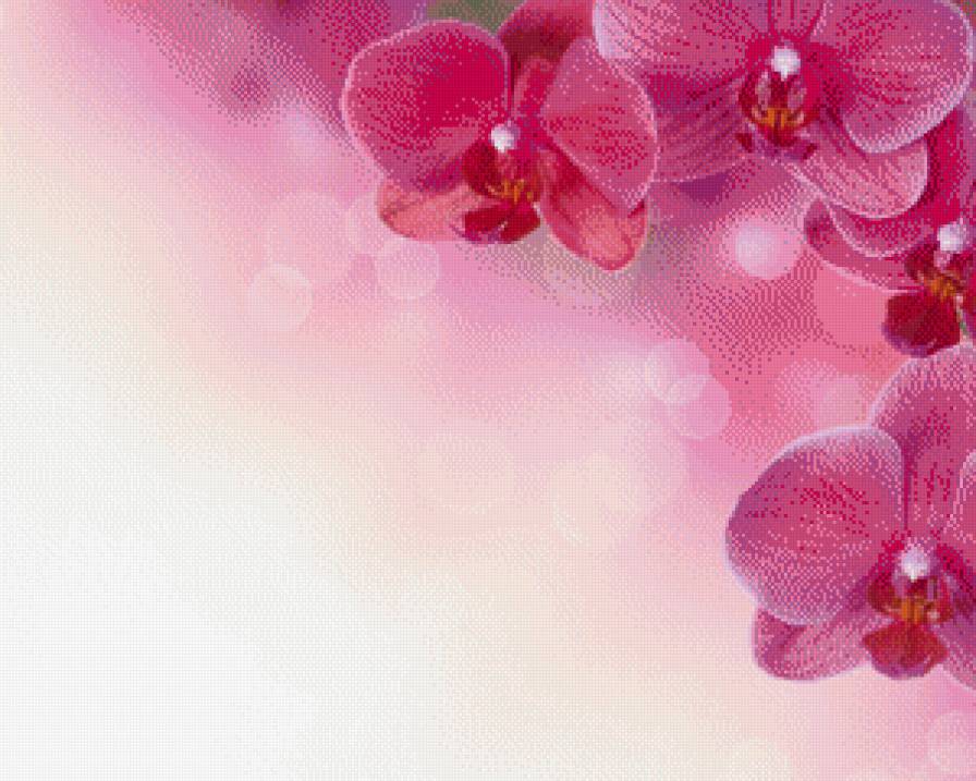 №482472 - цветы, орхидея - предпросмотр