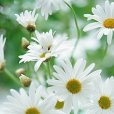 Схема вышивки «ромашки»