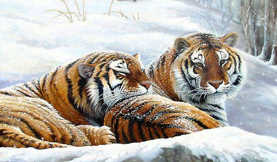 тигры 2 - зима, снег, тигры - оригинал