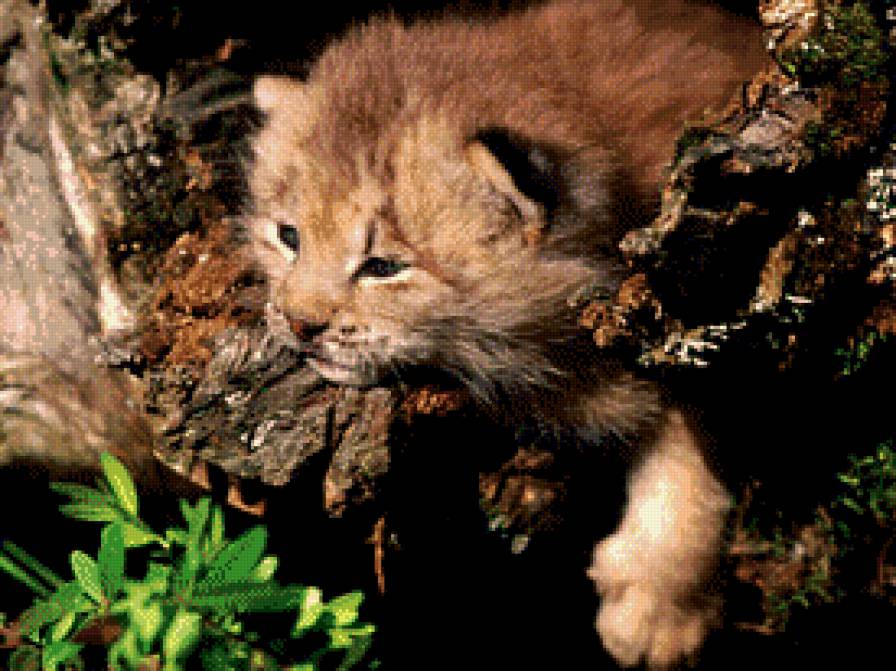 Пушистое чудо:) - деревья, лес, рысь - предпросмотр