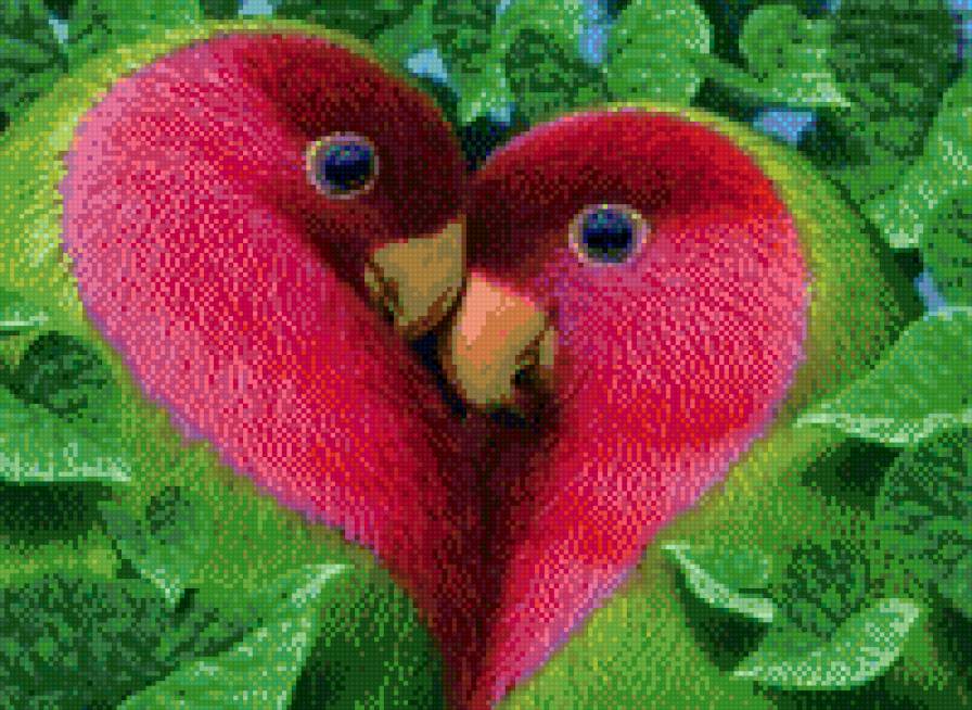 Неразлучники - попугай, попугаи - предпросмотр