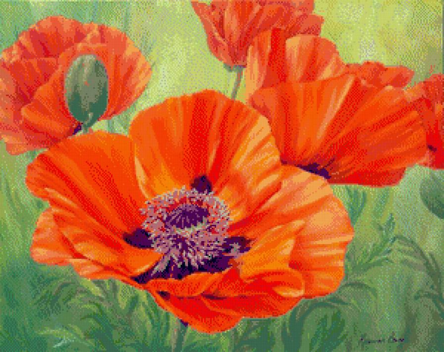 маки - предпросмотр