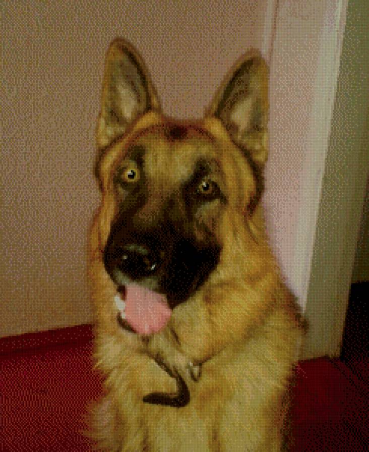 Немец - немецкая овчарка - предпросмотр