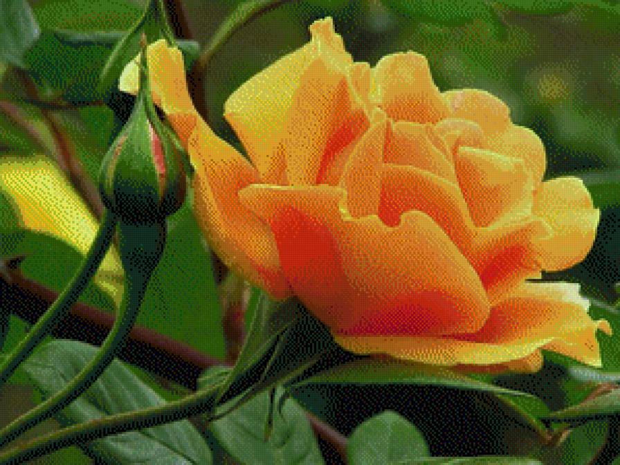 желтая роза - цветы, розы - предпросмотр