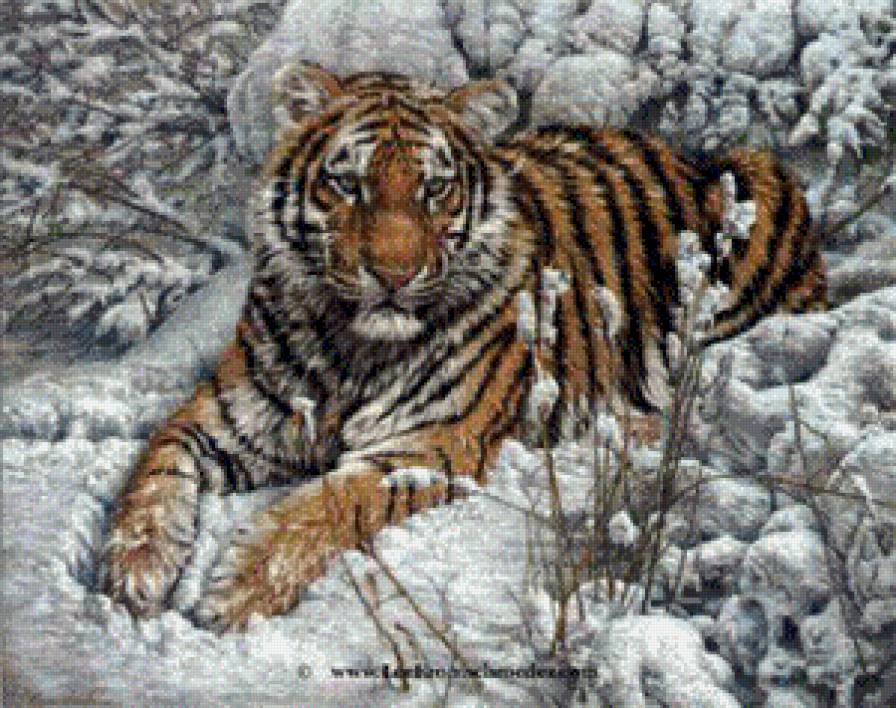 Серия "Большие кошки" - кошки, пейзаж, зима, тигры, животные - предпросмотр