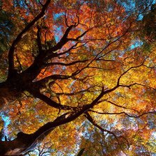 Схема вышивки «№482907»