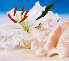 Схема вышивки «Лилия»