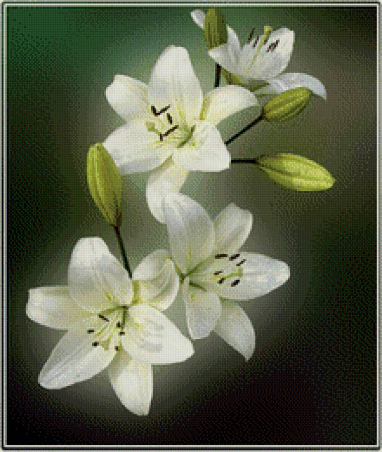 Белые лилии - цветы - предпросмотр