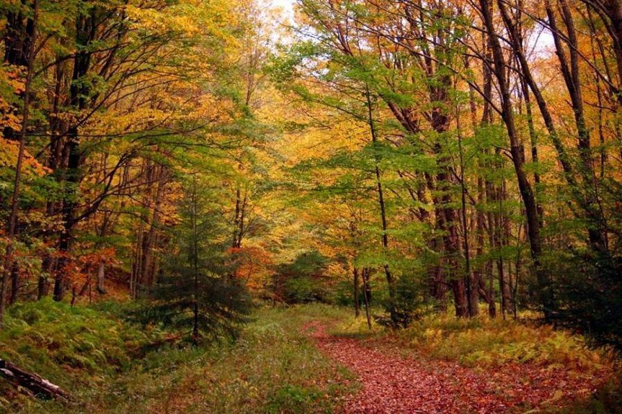 Осенний лес - осень, глушь, лес - оригинал