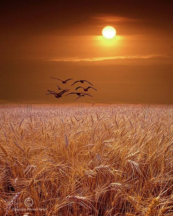 Krajina - krajina - оригинал