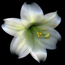 Лилия - цветы - оригинал