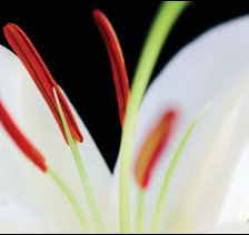 Схема вышивки «Часть 1»