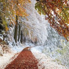 Лес, Бавария зимой