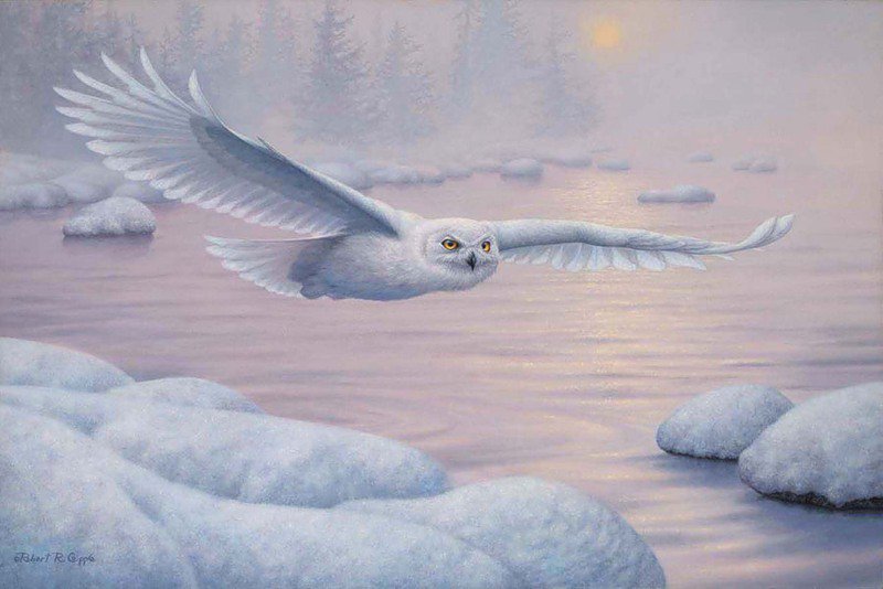 белая сова - оригинал