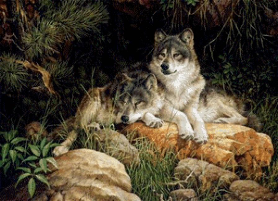 пара волков - пара, животные, волки - предпросмотр