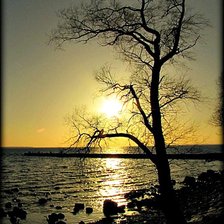 Дерево на берегу во время заката