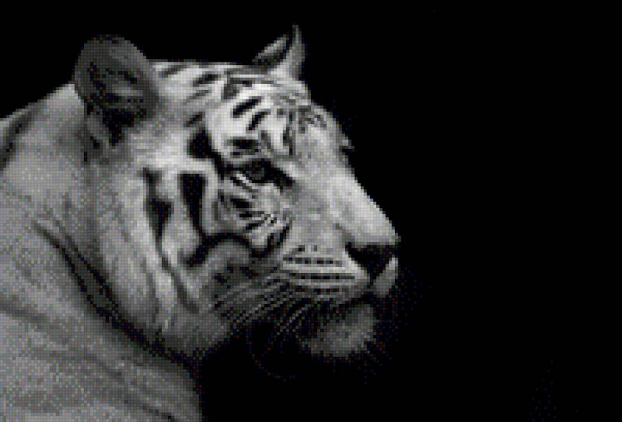 Белый тигр - тигр - предпросмотр