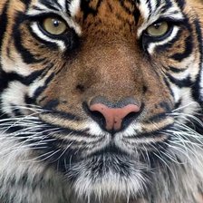 красавец тигр