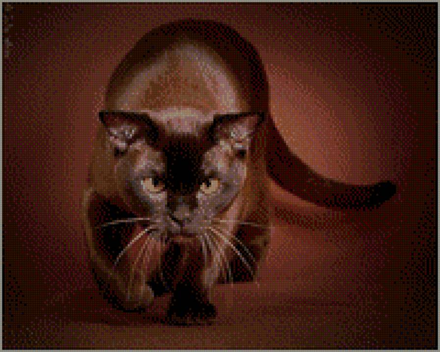 кот - предпросмотр