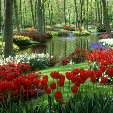 пейзаж с тюльпанами