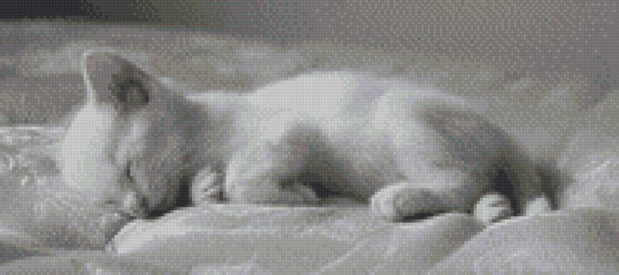 Murrr - кот, монохром - предпросмотр