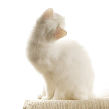 Схема вышивки «Murrr»