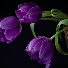 тюльпаны на черном