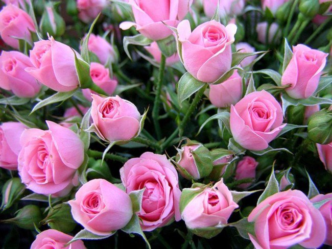 розовые розы - розы, цветы - оригинал