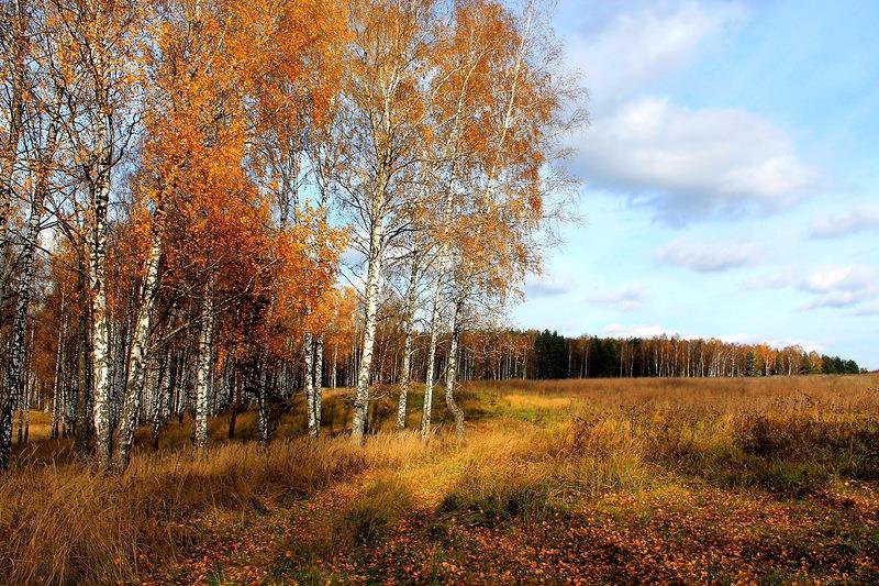 осеннее поле - природа, осень - оригинал