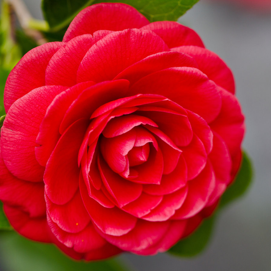 роза - розы, цветы, подушки - оригинал