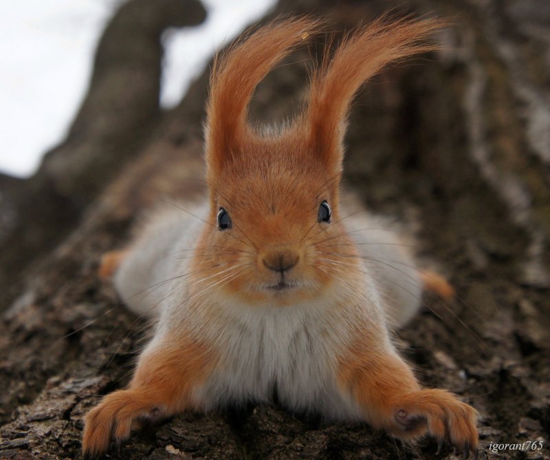 Белка - белка, белочка - оригинал