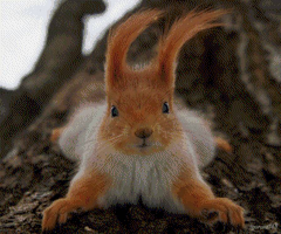 Белка - белочка, белка - предпросмотр