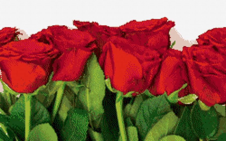 ах, розы, розы - цветы, розы - предпросмотр