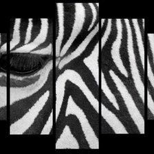 Схема вышивки «зебра»