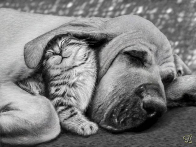 Друзья, нежность - кошка, собака, животные - оригинал
