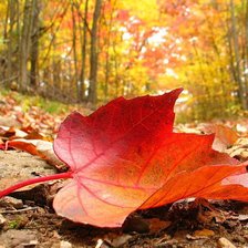 Схема вышивки «№485809»