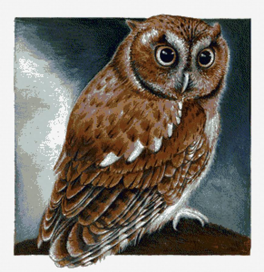 сова - сова - предпросмотр