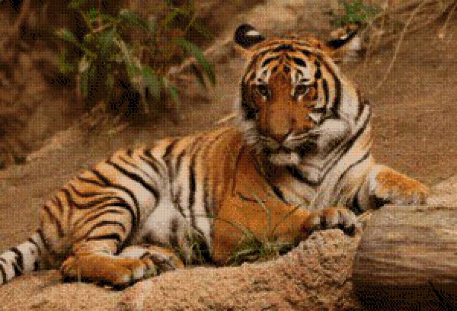 тигр - пейзаж, хищники, картина, картины - предпросмотр