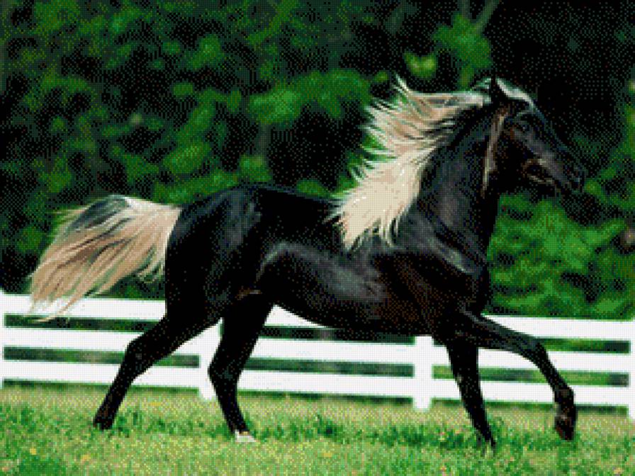 серия "кони" - животные.конь.лошадь - предпросмотр