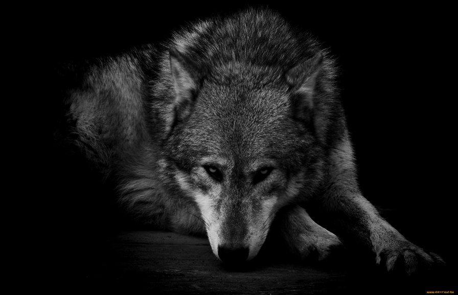 волк - хищники, волки, картина, картины - оригинал