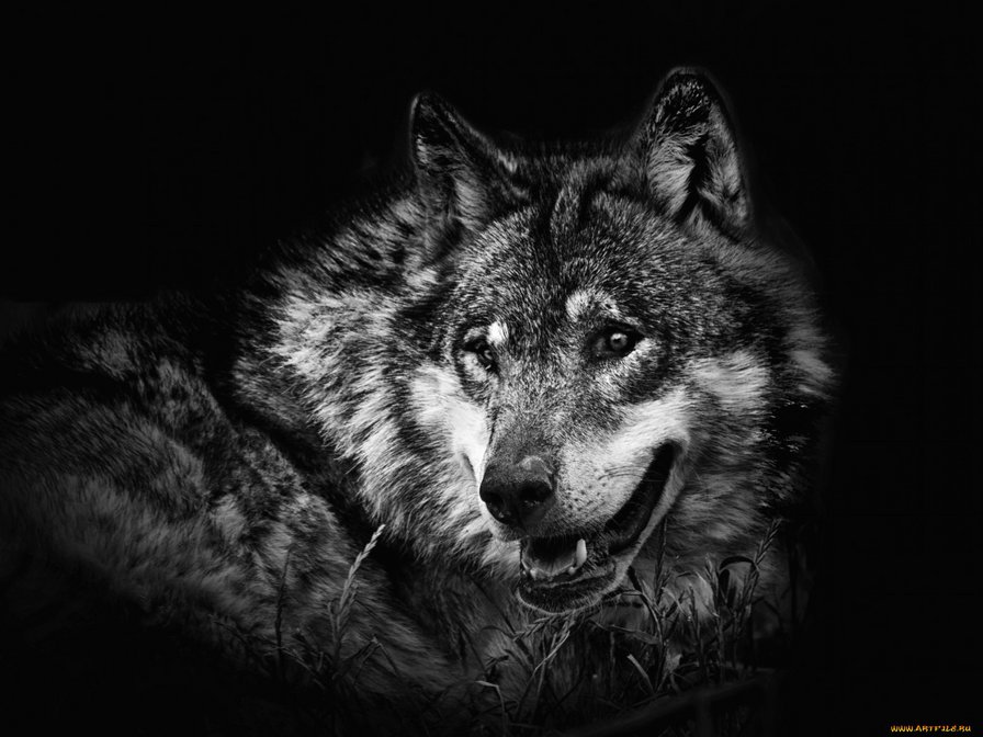 волк - хищники, волки, картина, картины - оригинал