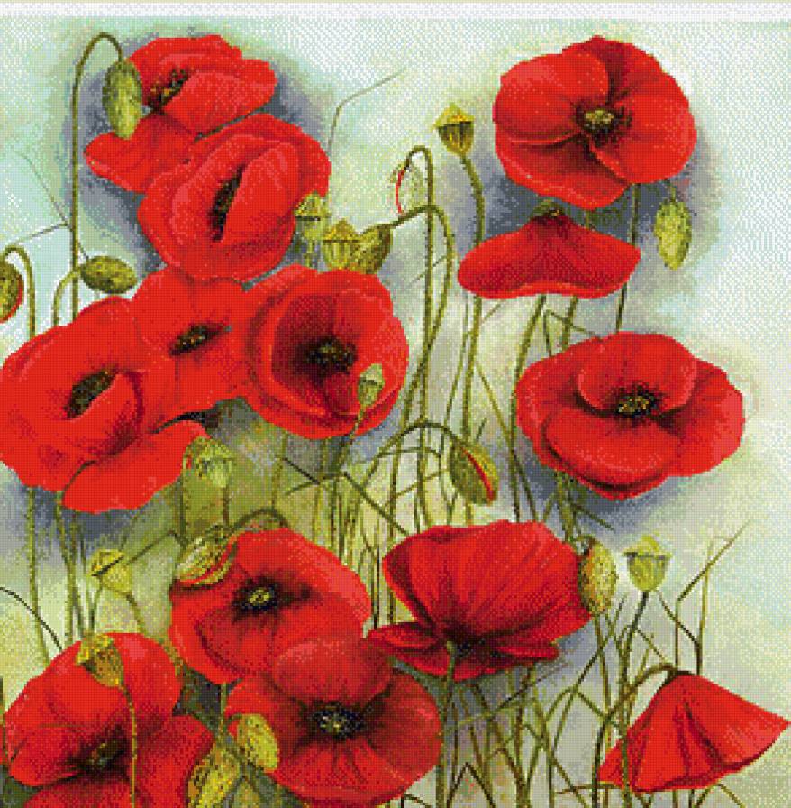 Маки - цветы - предпросмотр