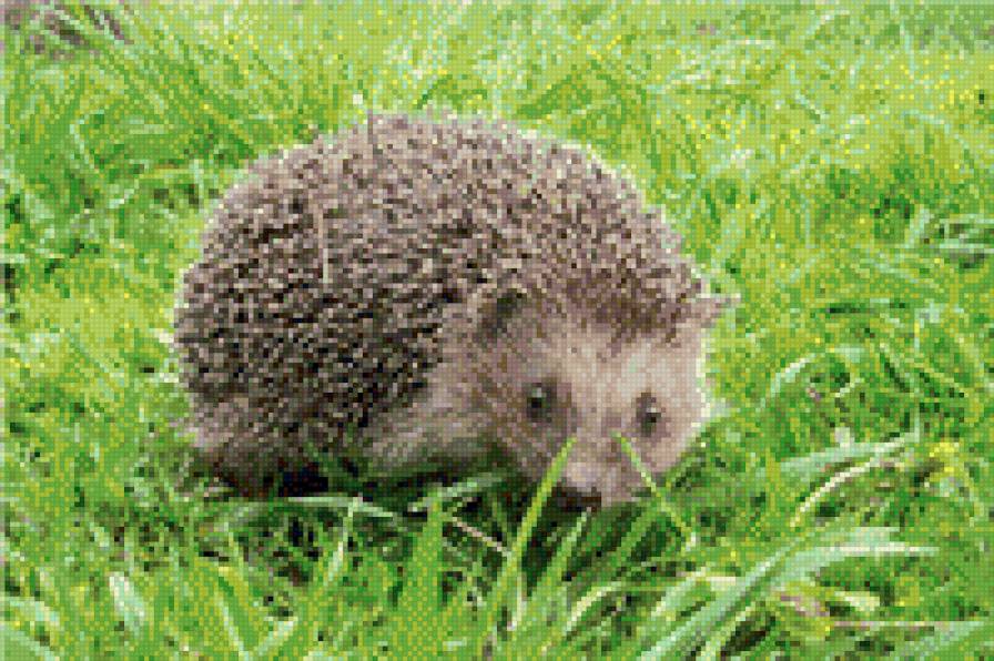 Ёжик - жители леса - предпросмотр