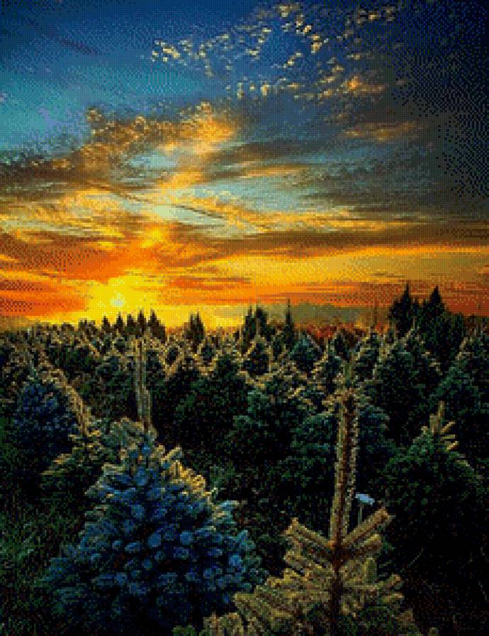 №486156 - лес, вечер, растение, небо, природа - предпросмотр