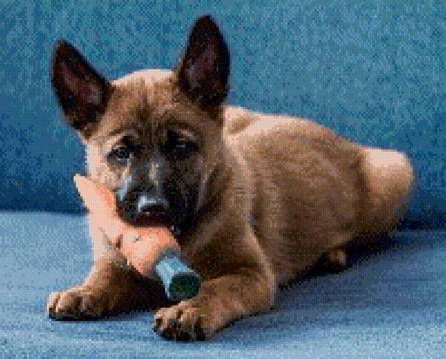 щенок Малинуа - предпросмотр