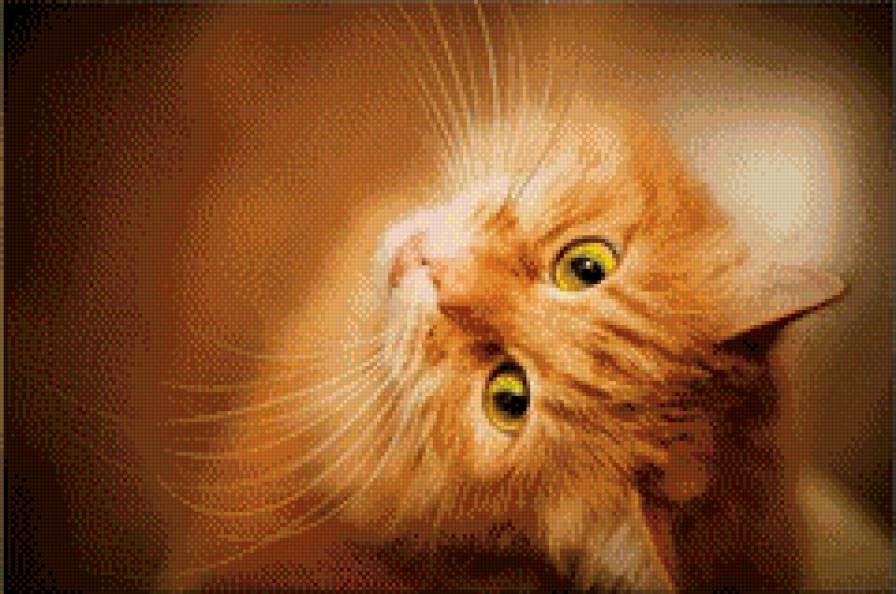 Рыжий кис - кошки - предпросмотр