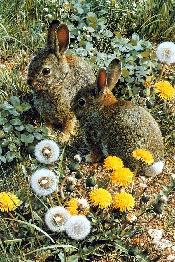 Зайчики - животные - оригинал