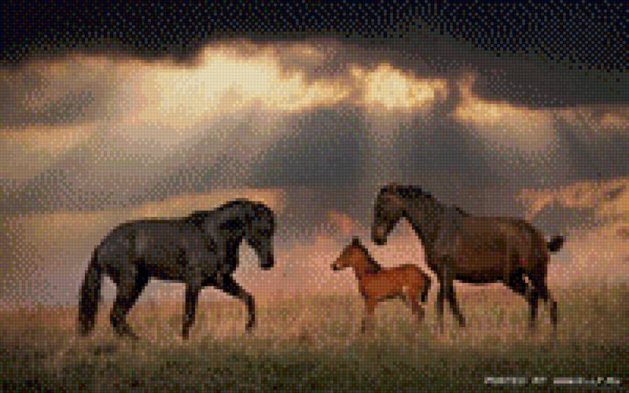 лошадки - предпросмотр